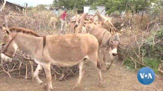 Kenya Donkey Owners Demand Permanent Ban on Animals' Slaughter