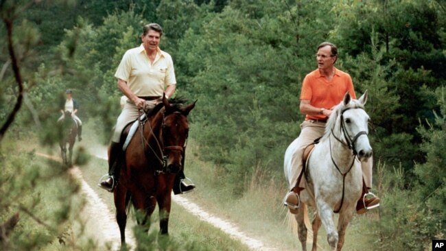 1981'de ABD Başkanı Ronald Reagan ve Başkan Yardımcısı George Bush Camp David'de ata binerken
