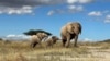 African Elephants Call, Answer to Individual Names