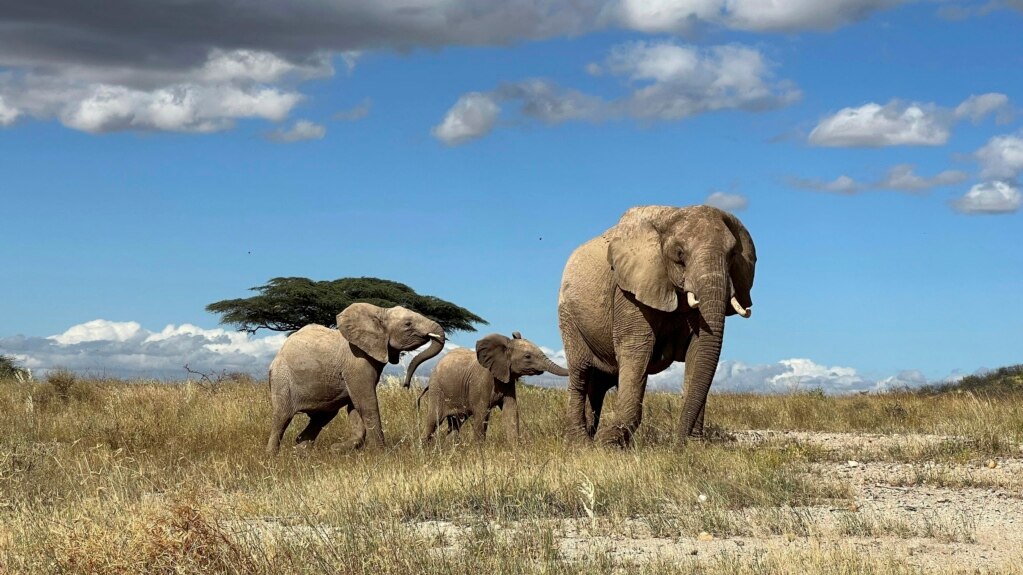 African Elephants Call, Answer to Individual Names