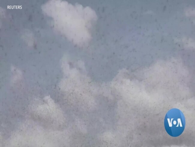UN Introduces App for Real-time Reporting on Locust Swarms 