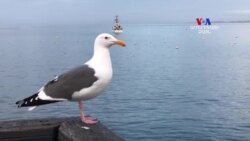 Բարի Լույս. Արման Թարջիմանյան՝ հրաշալի Մոնտերեյ