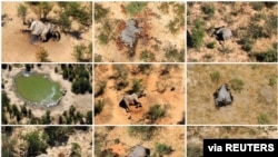 FILE - A combination photo shows dead elephants in Okavango Delta, Botswana, May-June, 2020. (Photographs obtained by Reuters/Handout via Reuters) 