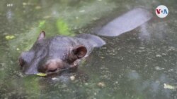 Investigación sobre las posibles consecuencias ecológicas y socioeconómicas por la presencia de los hipopótamos en Colombia