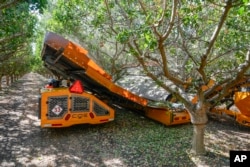 Wonderful Orchards uses two machines to shake pistachio trees during harvest at the Wonderful Pistachios & Almonds orchard in Lost Hills, Calif., on Friday, Oct. 25, 2024. (AP Photo/Damian Dovarganes)