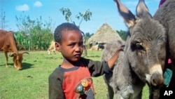 Donkeys play a major role in many aspects of rural Ethiopian life