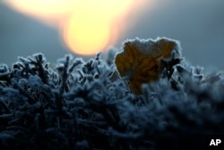 A frozen leaf lies on a bush as the sun rises in Munich, Germany, Friday, Dec. 6, 2019. (AP Photo/Matthias Schrader)