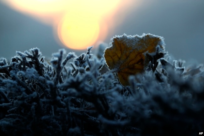 A frozen leaf lies on a bush as the sun rises in Munich, Germany, Friday, Dec. 6, 2019. (AP Photo/Matthias Schrader)