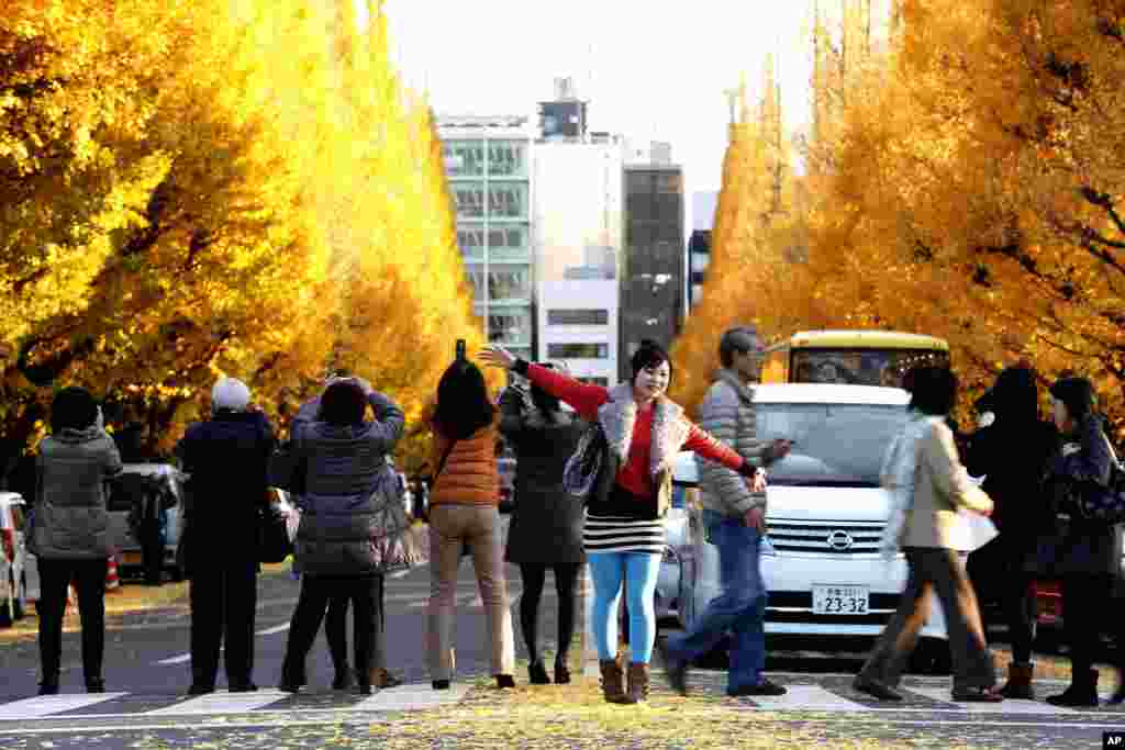 A woman poses as others take a picture of the tinted autumn foliage of ginkgo trees at a Tokyo park, Japan.