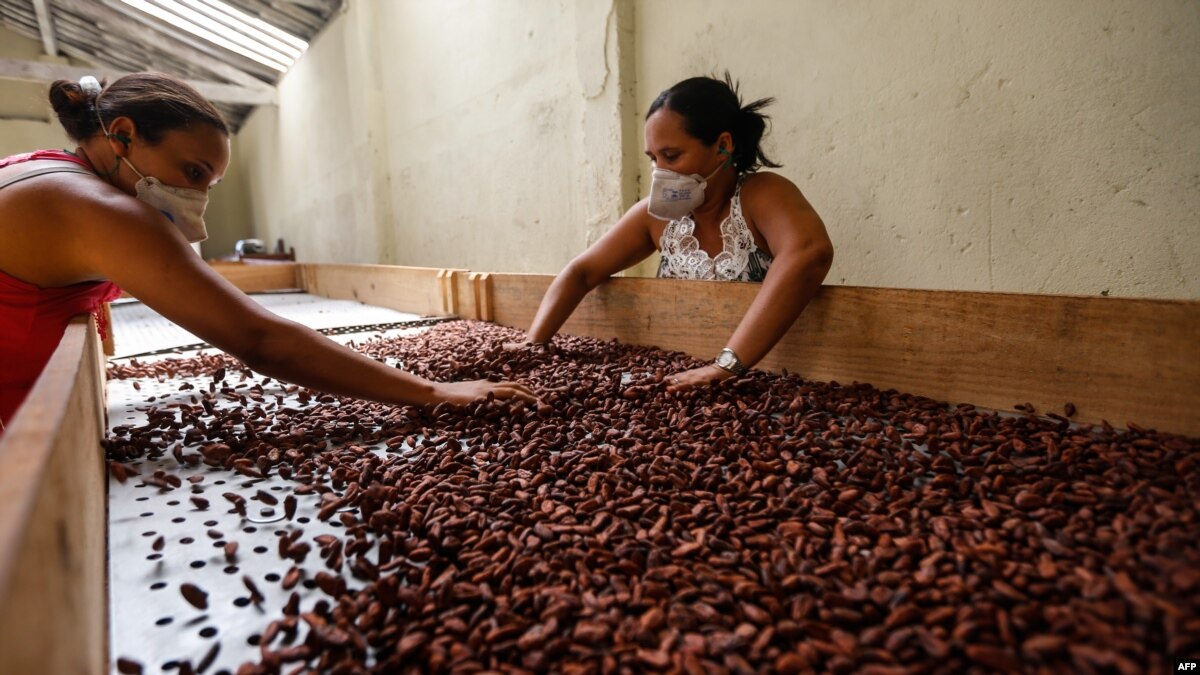 Trend in Brazil’s Cocoa Industry GI Labels