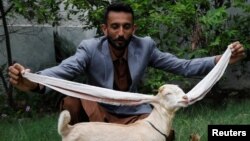 سیمبا، بزغاله پاکستانی با گوش های نیم متری 