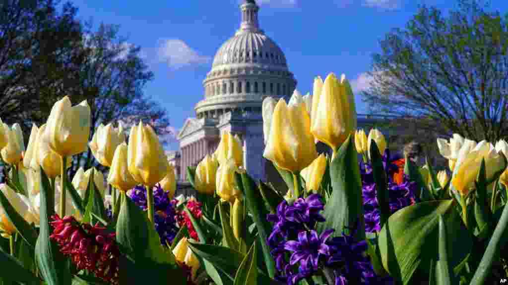 گل‌های بهاری در اطراف ساختمان کنگره آمریکا. 