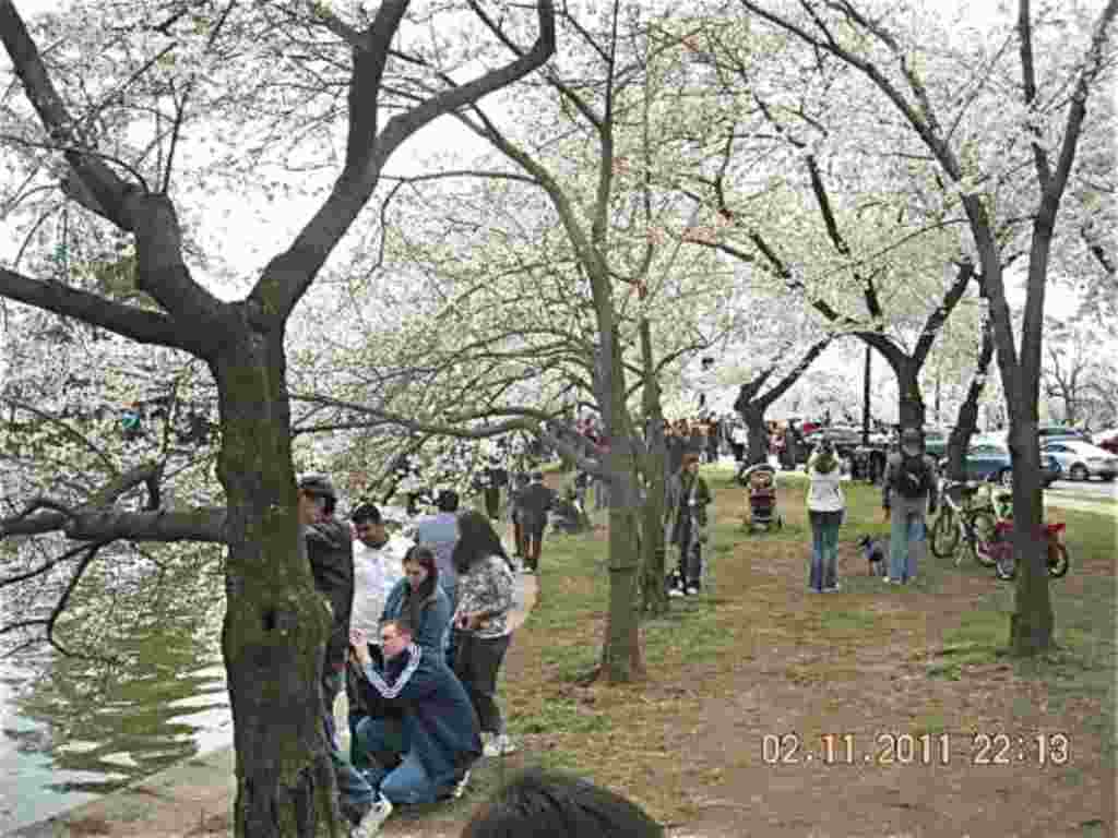 فستیوال شکوفه های گیلاس در واشنگتن ۲۰۱۱