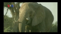 The War on Wildlife Trafficking (VOA On Assignment Oct. 18)