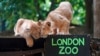 Dua dari tiga anak singa Asia yang lahir pada bulan Maret di Kebun Binatang London, 19 Agustus 2024. (Kirsty Wigglesworth/AP)