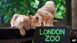 Dua dari tiga anak singa Asia yang lahir pada bulan Maret di Kebun Binatang London, 19 Agustus 2024. (Kirsty Wigglesworth/AP)