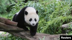 Bao Bao, a 44-pound female panda bear cub, is seen in the panda exhibit at the Smithsonian's National Zoo in Washington August 23, 2014. REUTERS/David Galen/Smithsonian's National Zoo/Handout