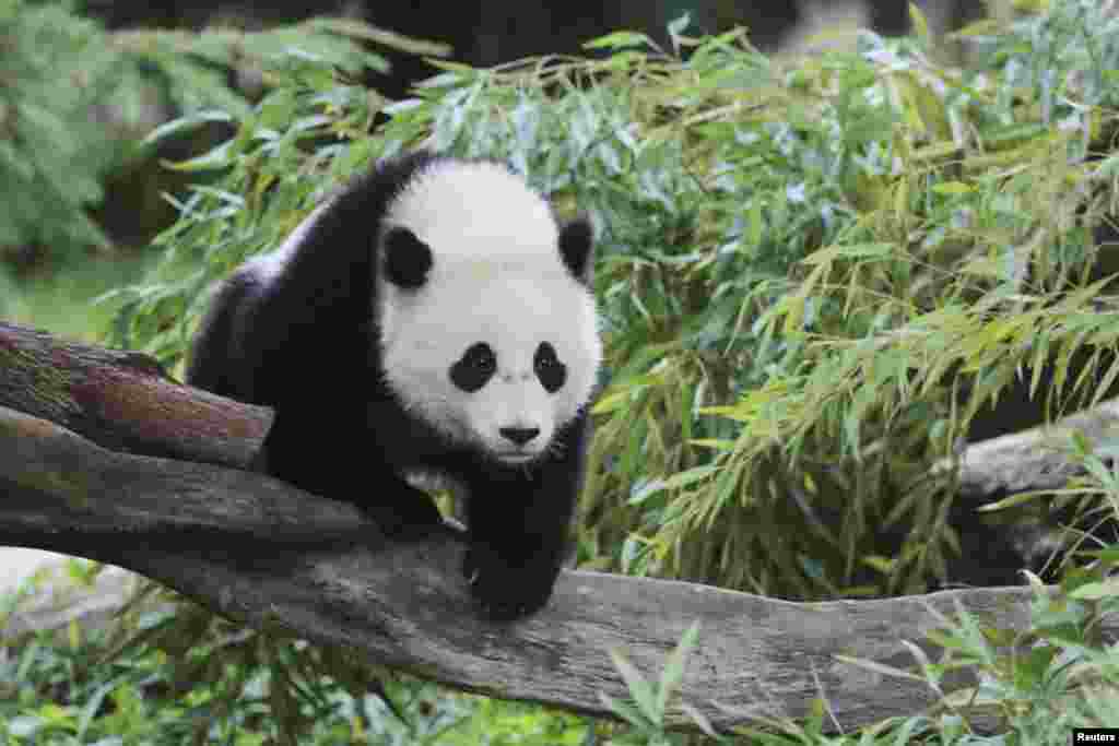 2014年8月23日，44磅重的寶寶在華盛頓的美國國家動物園散步