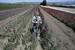 FILE - A farmworker, considered an essential worker under the current COVID-19 pandemic guidelines, covers his face as he works at a flower farm, April 15, 2020, in Santa Paula, Calif.