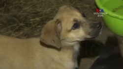 Չեռնոբիլից բերված շները ժամանել են ԱՄՆ նոր տուն գտնելու երազանքով