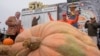 Travis Gienger, de Anoka, Minnesota, (con las manos levantadas) celebra su triunfo en el Campeonato Mundial Safeway de Calabazas Gigantes, el lunes 14 de octubre de 2024, en Half Moon Bay, California. 