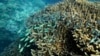 FILE - A school of blue-green chromid fish swim above corals on Moore Reef in Gunggandji Sea Country off the coast of Queensland in eastern Australia, Nov. 13, 2022. Warmer seas cause coral to expel the algae that give it most of its energy and color.