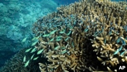 FILE - A school of blue-green chromid fish swim above corals on Moore Reef in Gunggandji Sea Country off the coast of Queensland in eastern Australia, Nov. 13, 2022. Warmer seas cause coral to expel the algae that give it most of its energy and color.