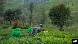 Workers pluck tea leaves using cutters at a tea estate in Nilgiris district, India, Sept. 25, 2024.