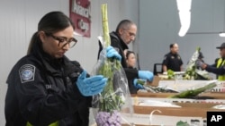 Shirley Silva, especialista en agricultura de Aduanas y Protección Fronteriza de EE. UU., agita un ramo de flores en busca de plagas, el viernes 7 de febrero de 2025, en Miami.AP