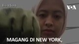 Magang di New York, Warga Surabaya Harap Bisa Bangun Pertanian RI