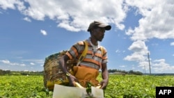 FILE - A farm worker harvests tea leaves at a plantation in Kenya's Kericho highlands, Oct. 8, 2019. 