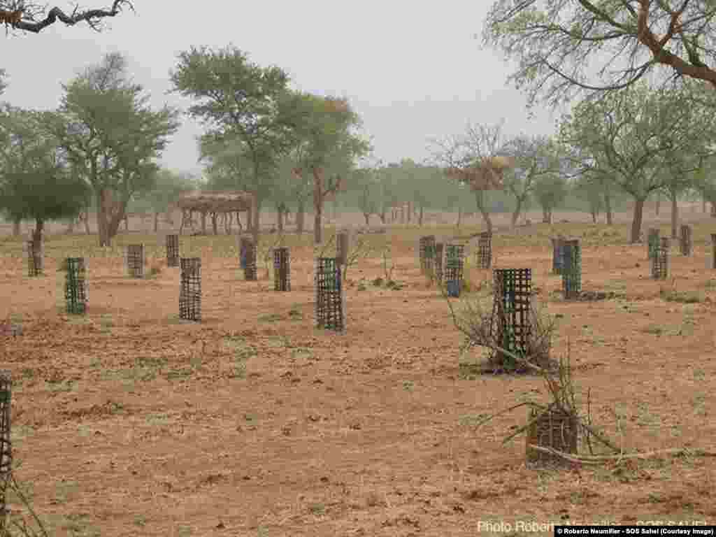 Protection des arbres plantés au Burkina Faso