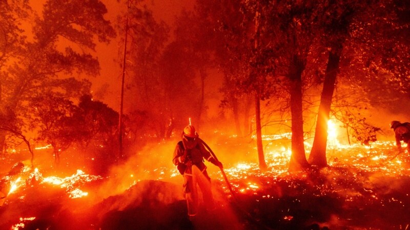Pidato Bahasa Inggris Tentang Kebakaran Hutan Gambaran
