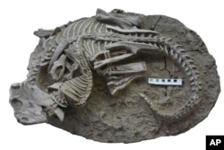This image provided by the Canadian Museum of Nature shows entangled dinosaur and mammal skeletons. The scale bar equals 10 cm. The unusual fossil from China suggests some early mammals may have hunted down dinosaur meat for dinner. (Gang Han/Canadian Museum of Nature via AP)