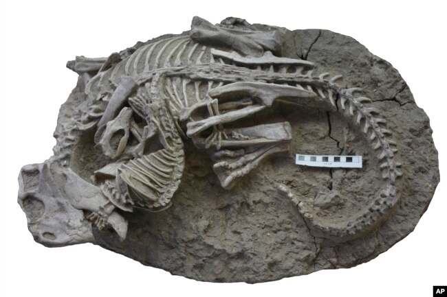 This image provided by the Canadian Museum of Nature shows entangled dinosaur and mammal skeletons. The scale bar equals 10 cm. The unusual fossil from China suggests some early mammals may have hunted down dinosaur meat for dinner. (Gang Han/Canadian Museum of Nature via AP)