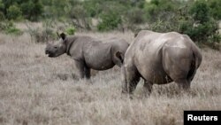 Seekor anak badak hitam (kiri) bersama induknya, di suaka margasatwa Ol Pejeta, taman nasional Laikipia, Nanyuki, Kenya (foto: dok). 