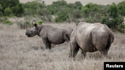 A black rhino calf, left, and its mother are seen at the Ol Pejeta Conservancy in Laikipia National Park near Nanyuki, Kenya, May 22, 2019.