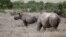 A black rhino calf, left, and its mother are seen at the Ol Pejeta Conservancy in Laikipia National Park near Nanyuki, Kenya, May 22, 2019.