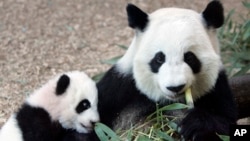 在亞特蘭大動物園，大貓熊母親倫倫和她的幼崽美蘭在一起。 (2016年8月23日)