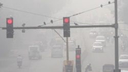 Seekor merpati bertengger di atas tiang lampu lalu lintas yang diselimuti kabut asap tebal di New Delhi, India, Kamis, 14 November 2024. (Foto: Manish Swarup/AP)