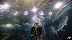 Aquarist Volmer Salvador swims inside a tank at the AquaRio aquarium dressed in a Santa Claus costume during the Christmas season in Rio de Janeiro, Brazil.