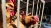 Rise in Bird Flu Infections Show Risks of Fast-Changing Variants
