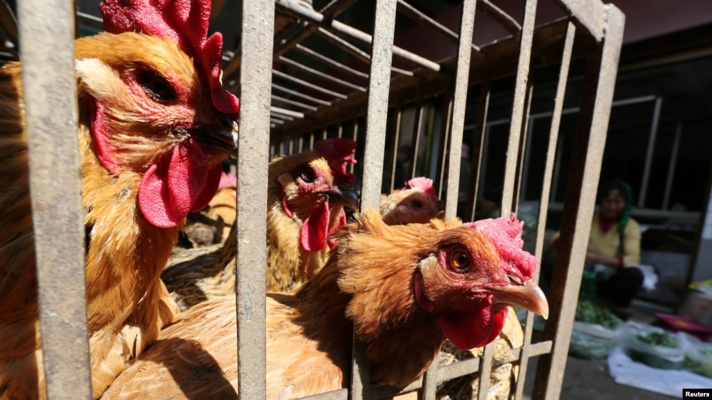 FILE - Chickens are seen at a livestock market before the market asked to stop trading on March 1 in prevention of bird flu transmission, in Kunming, Yunnan province, China Feb. 22, 2017. 