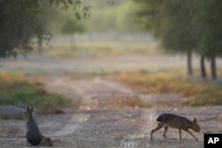 Patagonia maras are seen at Al Qudra Lakes in Dubai, United Arab Emirates, Thursday, Nov. 21, 2024. (AP Photo/Jon Gambrell)