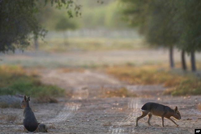 Patagonia maras are seen at Al Qudra Lakes in Dubai, United Arab Emirates, Thursday, Nov. 21, 2024. (AP Photo/Jon Gambrell)