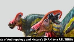 Ilustrasi Institut Antropologi dan Sejarah Nasional Meksiko (INAH) menggambarkan spesies baru dinosaurus bernama Tlatolophus galorum setelah ahli paleontologi menemukan sisa-sisa fosil berusia 72 juta tahun hampir satu dekade lalu, di General Cepeda, Coah