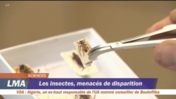 Les insectes menacés de disparition