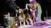 ‘Miss P’ สุนัขบีเกิ้ลเพศเมียวัย 4 ขวบจากแคนาดาคว้าแชมป์ประกวดสุนัข Westminster Kennel Club Dog Show 