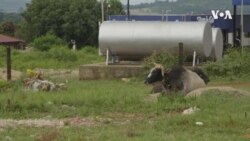 COVID: Africa Rural-Urban Divide ...