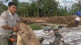 A villager is seen here tying timber to his motorcycle for trading with the logging company as two UN investigator are looking around in the compound of the logging company, April 27, 2012. 